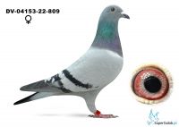 DV-04153-22-809 - wnuk Rote Asa 217 - 1 Asa Niemiec