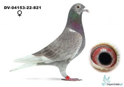 DV-04153-22-821  z połączenia  brat 520 x córka 520  Gunter Prange