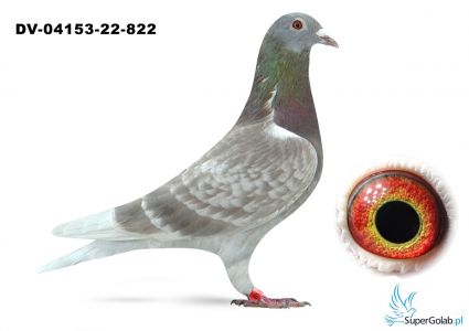 DV-04153-22-822- TOP!! - inbred na 520 Gunter Prange