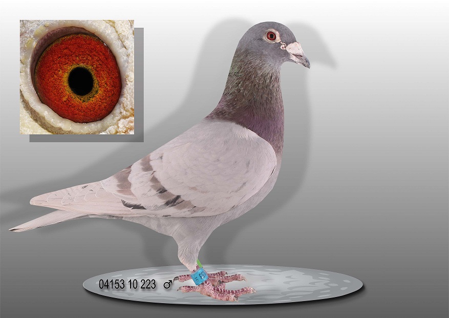 DV-04153-22-854 - totalny inbred na 864 najlepszego