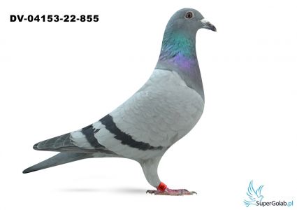 DV-04153-22-855-  córka Rockyego 2 Asa Vogel BRD 2017 - prawdziwy TOP !!  