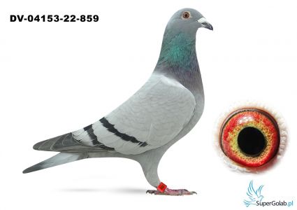 DV-04153-22-859 - inbred na 520 Guntera Prange