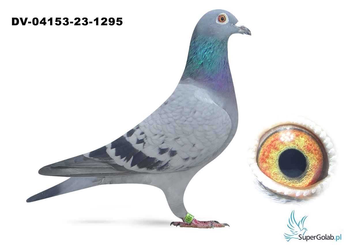 DV-04153-23-1295 - Gunter Prange x Will - Profesjonalny