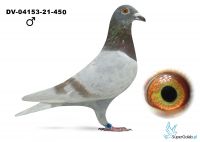 	DV-04153-25-450 - TOP !!!