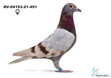 DV-04153-25-451  - TOP !!!