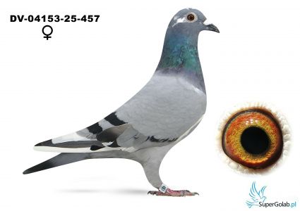 DV-04153-25-457 - 22 gołąb z finału - Hartmut Will