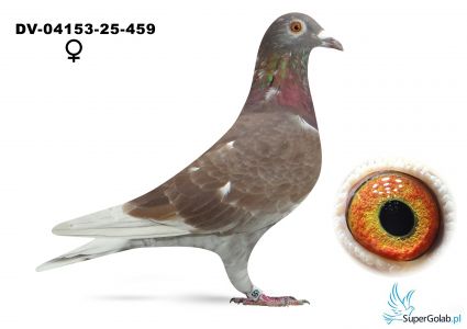 DV-04153-25-459 - Hartmut Will 