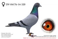 DV-04176-14-320 - samiczka