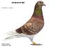 DV-045-85-19-1580 MARCBRETT-HOUBEN