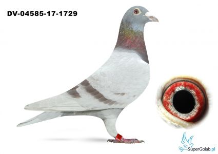 DV-04585-17-1729
