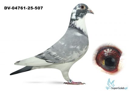 DV-04761-25-507 inbred DEN AD  - Wouters