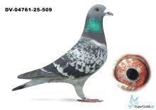 DV-04761-25-509 Van Dyck