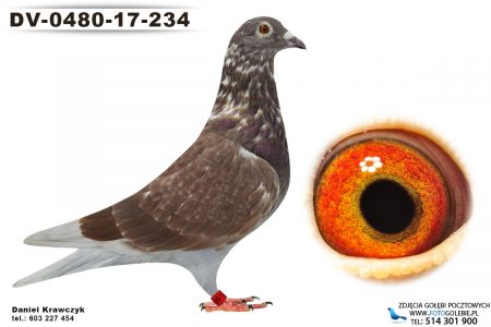 DV-0480-17-234 oryg Herbert Wieden