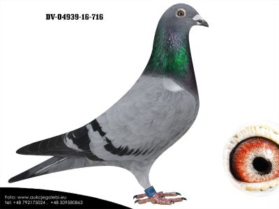 DV-04939-16-716 oryg Thorsten Daum wnuczka najlepszej pary rozpłodowej babcia to siostra z gniazda NEW BLIKSEM Gabiego