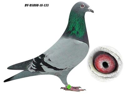 DV-05080-18-133 H i G Drygała Mistrzowie Polski kat A 2012 r gołąb rozpłodowy