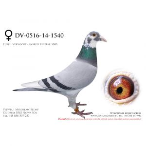 DV-0516-14-1540, z hodowli Rainer Püttmann, inbred 