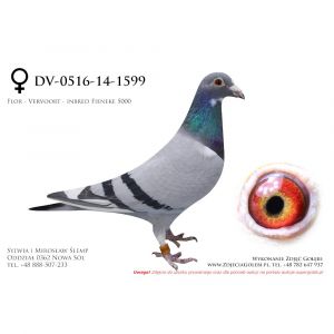 DV-0516-14-1599, z hodowli Rainer Püttmann, inbred 