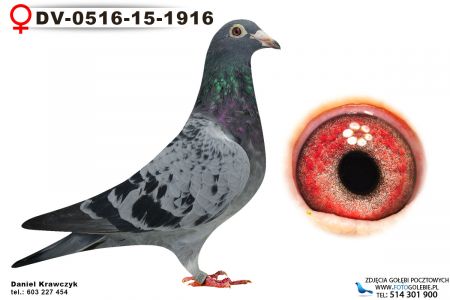 DV-0516-15-1916 org Rainer Puttman