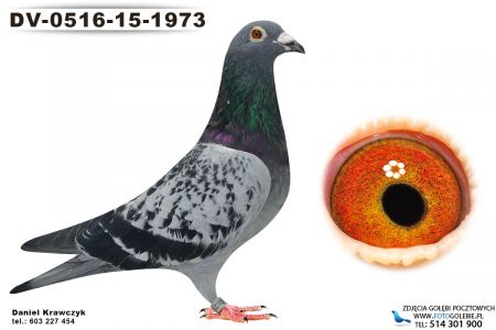 DV-0516-15-1973 oryg Rainer Puttmann 100% Koopman