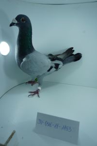 DV-0516-18-1153 - SUPER OKAZJA - oryg. R. Puttmann mocny inbred na słynnego Kleine Dirka