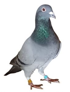 DV-0516-19-1357 oryg. R.Püttmann linia Hurrican 51 Super HarleyII/ Super Dohmen 100 TOP