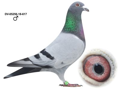 DV-05256-18-617 - SAMIEC ORYG KURT GENSHEIMER