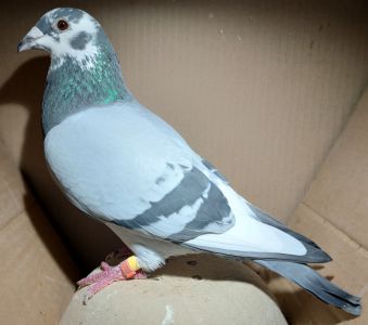 DV-05350-21-491 (H. Nickl) - super sprint - samiec