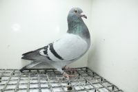 DV-05382-25-881 Linia Marcus Sollner   