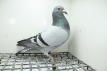 DV-05382-25-881 Linia Marcus Sollner   