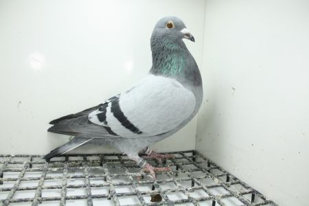 DV-05382-25-881 Linia Marcus Sollner   