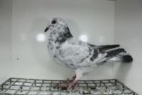 DV-05382-25-883 Bardzo mocny Inbred 474 x Orginał Henrii Vloemans Linia Hurican 51