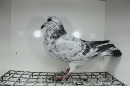 DV-05382-25-883 Bardzo mocny Inbred 474 x Orginał Henrii Vloemans Linia Hurican 51