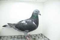 DV-05382-25-891 Wnuk Super Ciemny 241 x Henrii Vloemans Linia Hurican 51 !!!