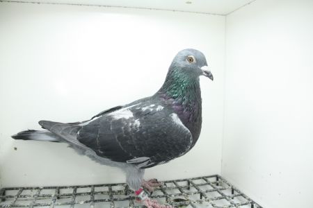 DV-05382-25-891 Wnuk Super Ciemny 241 x Henrii Vloemans Linia Hurican 51 !!!