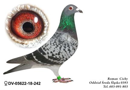 DV-05622-18-242   Prawnuk słynnego 