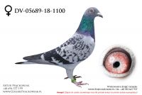 DV-05689-18-1100 - samiczka
