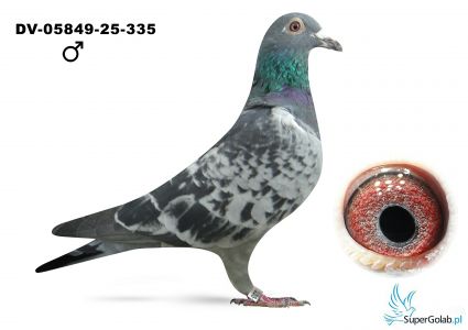 DV-05849-25-335  OLR Mazury