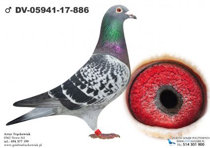 DV-05941-17-886 - Syn Olympic Queen 157 -  linia Kleine Dirk!!!