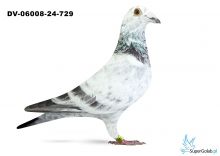 Gołębie pocztowe - Profesjonalny portal aukcyjny gołębi pocztowych