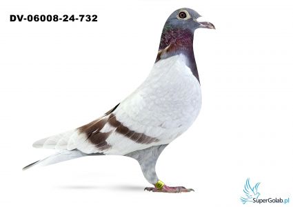 DV-06008-24-732 Tadeusz Klein