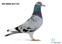 DV-06008-24-733- Tadeusz Klein