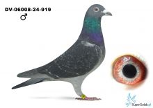 DV-06008-24-919