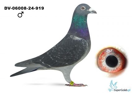 DV-06008-24-919