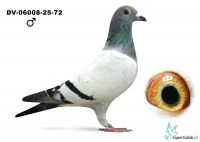 DV-06008-25-72 - 8 gołąb z finału - Kania Matias