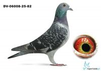 DV-06008-25-82 - Kania Matias 