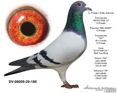 DV-06009-20-180 Samiec