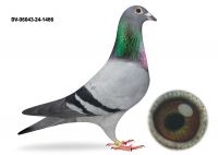 DV-06043-24-1466-PrangeXDirk van den Bulck - SAMICA