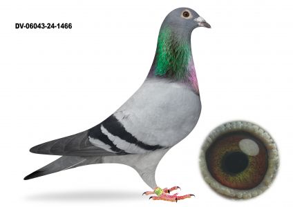 DV-06043-24-1466-PrangeXDirk van den Bulck - SAMICA