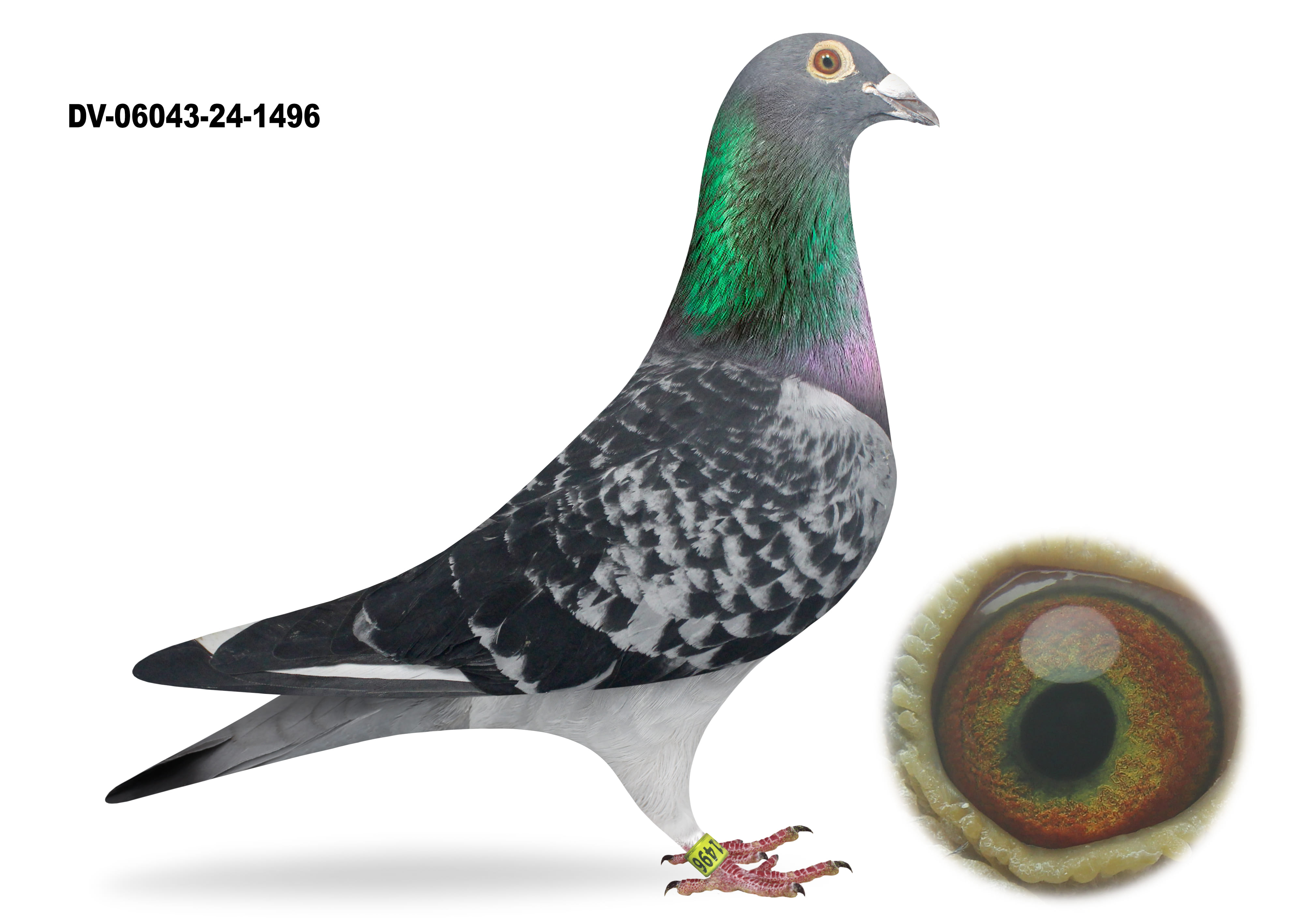 Distinction Ⅰ〜Ⅲ、vocavularist、 2000 DV-06043-24-1496-HerbotsXDirk van den BulckXWestfalens