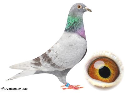 DV-06096-21-830 oryg Roland Kling wnuk Pokerface